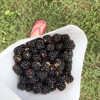 Berry Hill Farm - a person holding a bowl of blackberries - Pick Your Own Farms Near Me - Dexter, Michigan