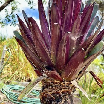 Ali'i Kula Lavender - Tours Near Me - Kula, Hawaii