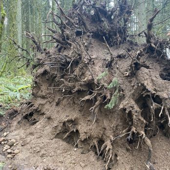 Powell Butte Nature Park - A huge tree fell over, cool root system - Parks Near Me - Portland, Oregon