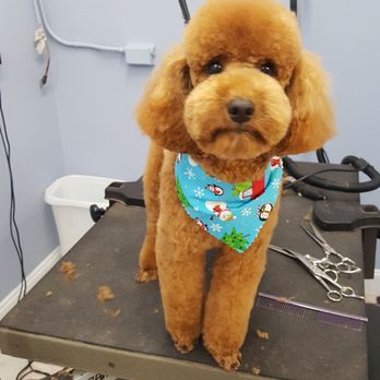 Dewberry Dogs - Pet Groomers Near Me - Boston, Massachusetts