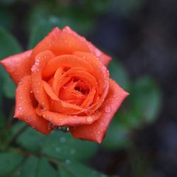 Spring Bloom