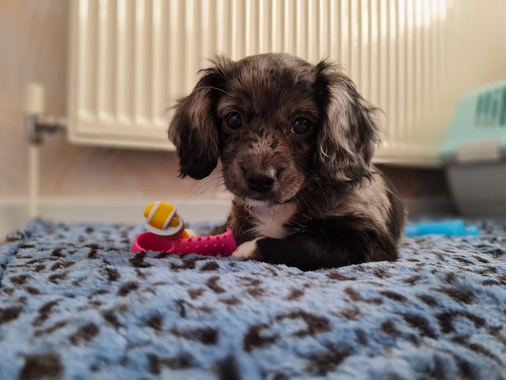 LET’S TALK DOG Pet Training at 347 Blackpool Old Road, Blackpool