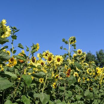 Spangler Farms - a field of sunflowers - Farms Near Me - Yorktown, Indiana
