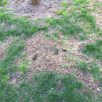 Esplanade Apartment Homes - Dead grass and dog waste. - Apartments Near Me - Riverside, California Esplanade Apartment Homes - Dead grass and dog waste. - Apartments Near Me - Riverside, California