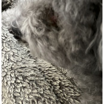 Natural Pawz - Injuries sustained by groomer at Natural Pawz, Washington Ave. - Pet Groomers Near Me - Houston, Texas