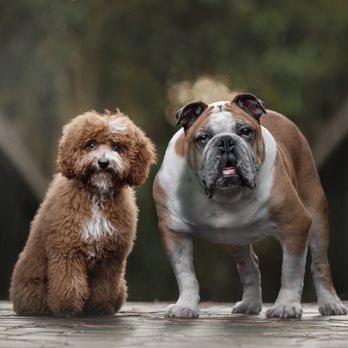Moments Unleashed - Doggy brothers holding their stay for an epic pet portrait. - Pet Photography Near Me Moments Unleashed - Doggy brothers holding their stay for an epic pet portrait. - Pet Photography Near Me