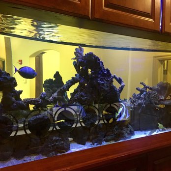 Focus Dental Group - Aquarium - General Dentistry Near Me - Midvale, Utah