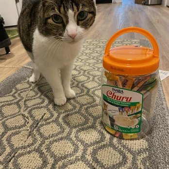 KittyBuddy - Extra treats feom Auntie Alena. - Pet Sitting Near Me - Tacoma, Washington KittyBuddy - Extra treats feom Auntie Alena. - Pet Sitting Near Me - Tacoma, Washington