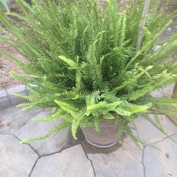 McQueen Nursery & Landscaping - A Fern from mc Queens