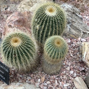 Muttart Conservatory - Arid - Landmarks & Historical Buildings Near Me - Edmonton, Alberta Muttart Conservatory - Arid - Landmarks & Historical Buildings Near Me - Edmonton, Alberta