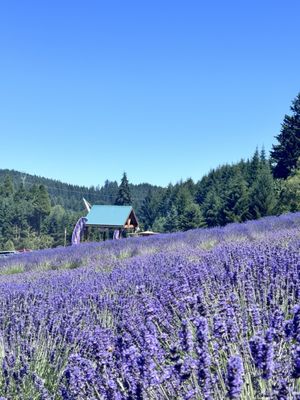 Helvetia Lavender Farm and Christmas Tree Farm by null