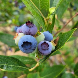 Valentine Blueberries - Duke Blueberries