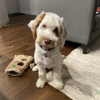 Elite Blend Labradoodles - 6 months, Montys first haircut - Pet Breeders Near Me Elite Blend Labradoodles - 6 months, Montys first haircut - Pet Breeders Near Me