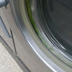 Arlington Coin Laundry - Another front load washer with fungus.