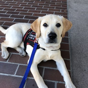 Spectrum Canine - Pet Training Near Me