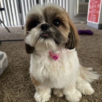 OC Pet Grooming - Pet Groomers Near Me - La Habra, California OC Pet Grooming - Pet Groomers Near Me - La Habra, California