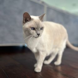 Fancy Tails - Crystal - Tonkinese