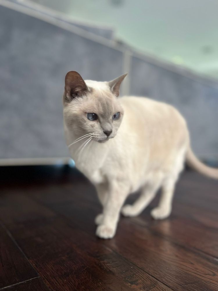 Fancy Tails - pet boarding facility in Hermosa Beach, CA