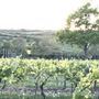 Photo of Weingut Seilheimerhof