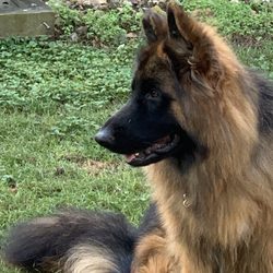 Vom Fasanlauf German Shepherds - My boy Loki