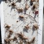 Good Day Pest Control