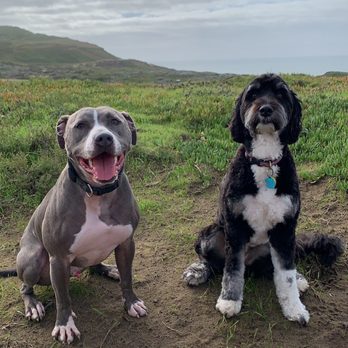 Beach Dogs - Dog Walkers Near Me