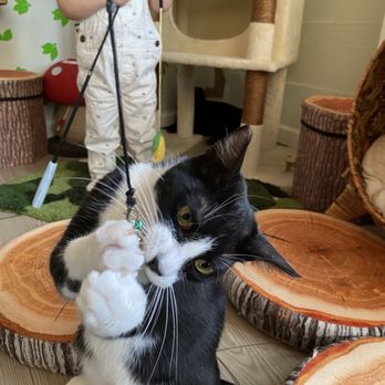 Whiskerwood Haven - Animal Shelters Near Me - San Francisco, California