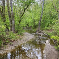 California Woods