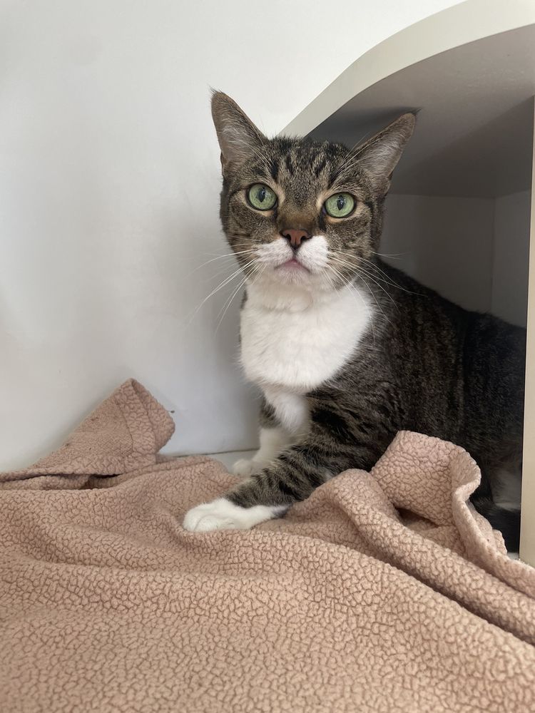 PAW HILLS LUXURY PET HOTEL & SPA Updated August 2024 65 Photos