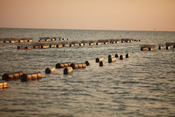 White Stone Oyster Company by null