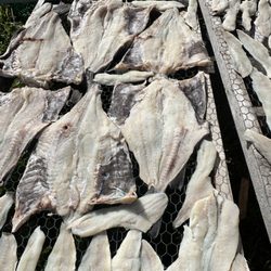 The Daily Catch - Drying Salt Cod for Fishcaked