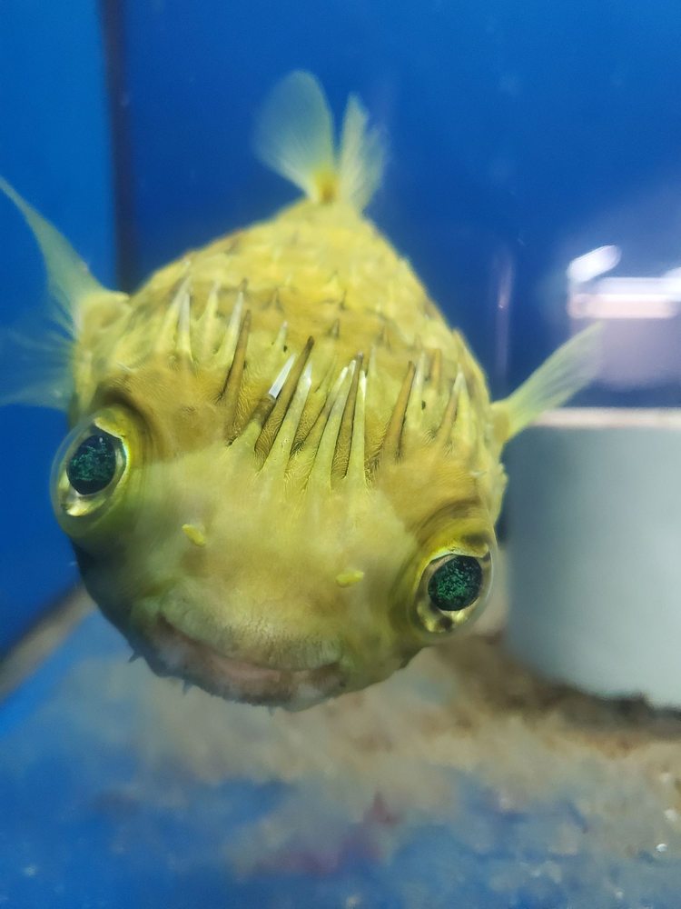 AMERICAN AQUATICS Updated September 2024 11 Photos & 13 Reviews 2523 34th St, Lubbock