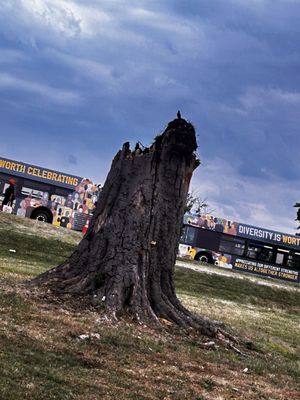 Druid Hill Park by null