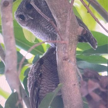 941 Tree Services - Owls in tree - Tree Services Near Me - Sarasota, Florida