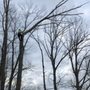 Photo of Skyview Tree Service