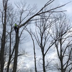 Skyview Tree Service - Taking a dead top.