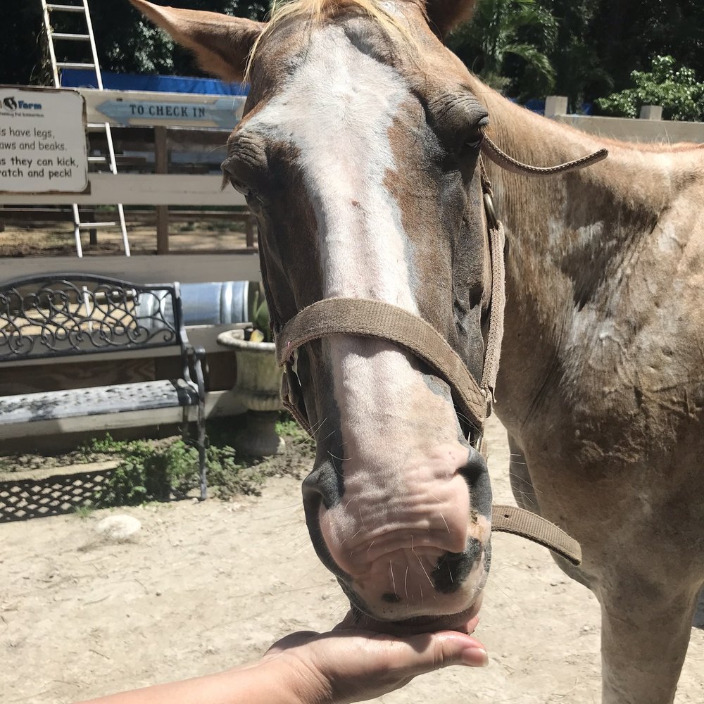 ​Happi Farm - Community Service/Non-Profit Near Me - Davie, Florida