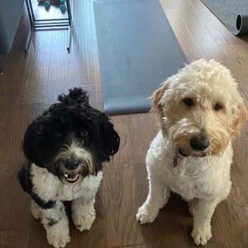 Wag'n World - Pet Boarding Near Me - Houston, Texas Wag'n World - Pet Boarding Near Me - Houston, Texas