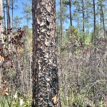 Jacintaport Land Management Area - There was a fire here once - Parks Near Me - Saraland, Alabama