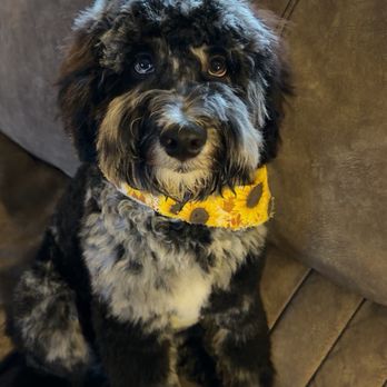SnipNDip PetClips - Eddie after his bath and cut! - Pet Groomers Near Me