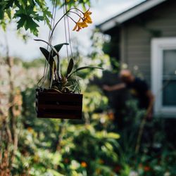 Santa Barbara Orchid Estate - My new orchid in its new little basket hanging from our tree.