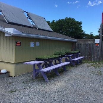 Prince Edward County Lavender - Lavender plants for sale - Gift Shops Near Me - Hillier, Ontario