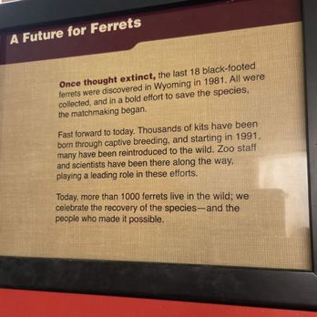 Smithsonian National Zoological Park - Wyoming ferrets - Zoos Near Me - Washington, DC, District of Columbia Smithsonian National Zoological Park - Wyoming ferrets - Zoos Near Me - Washington, DC, District of Columbia