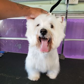 All Paws Mobile Grooming - Before - Pet Groomers Near Me All Paws Mobile Grooming - Before - Pet Groomers Near Me