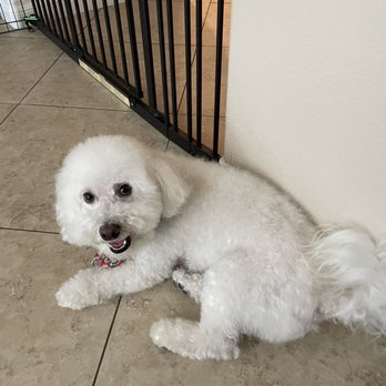 Aussie Pet Mobile Chino Hills - Kumo - Pet Groomers Near Me