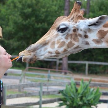 Aloha Safari Park - Zoos Near Me - Cameron, North Carolina Aloha Safari Park - Zoos Near Me - Cameron, North Carolina