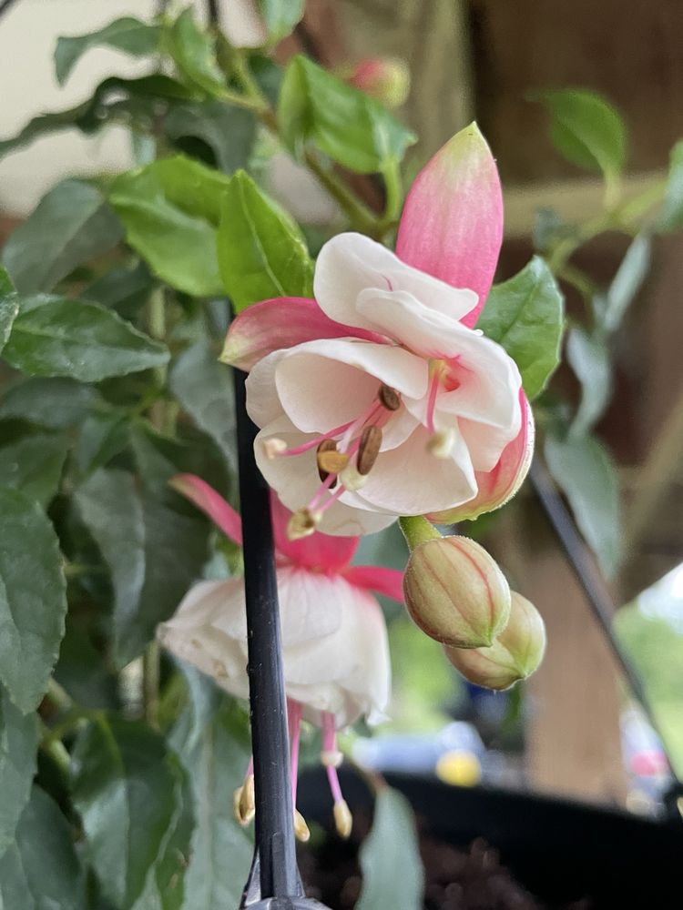 Daynabrook Greenhouse - beekeeping in Harrodsburg, KY