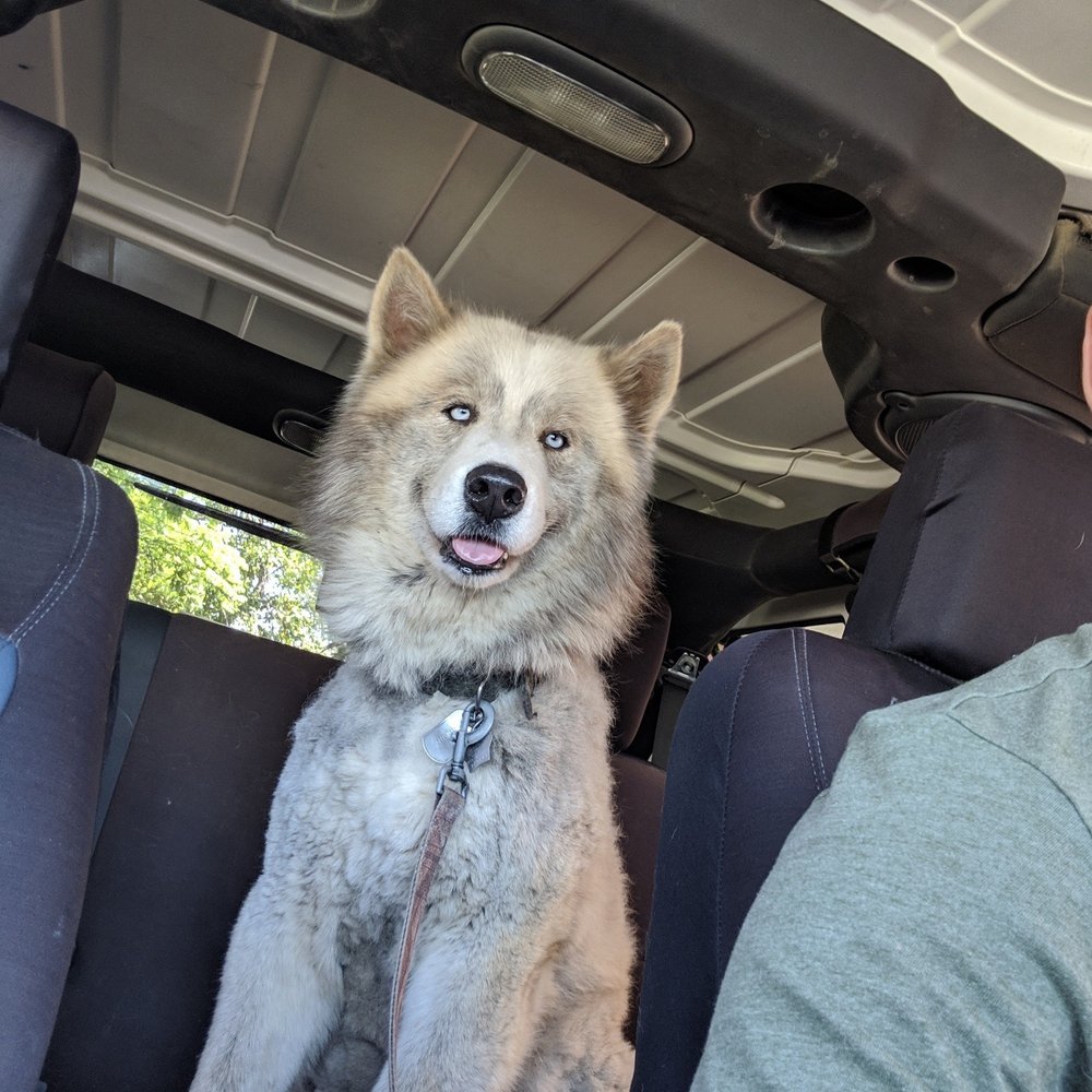 Sirias Pet Spa - Before - Pet Groomers Near Me