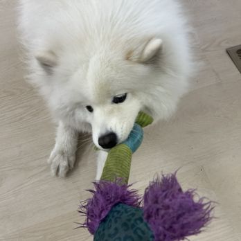 First Bouquet Cottage - their dog!! - Florists Near Me - Santa Clara, California First Bouquet Cottage - their dog!! - Florists Near Me - Santa Clara, California