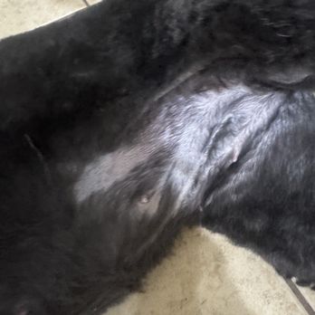Oh So Cute! Dog Grooming - Here's a picture of how they left her. - Pet Groomers Near Me - Moreno Valley, California Oh So Cute! Dog Grooming - Here's a picture of how they left her. - Pet Groomers Near Me - Moreno Valley, California